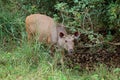 Female sambar deer