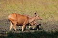 Female sambar deers