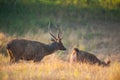 Female Sambar sends scents in the chemical pheromones in mating Royalty Free Stock Photo