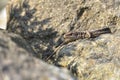 Female sand lizard Royalty Free Stock Photo