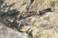 Female sand lizard Royalty Free Stock Photo