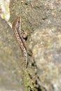 Female sand lizard Royalty Free Stock Photo
