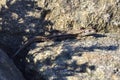 Female sand lizard Royalty Free Stock Photo