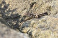 Female Sand lizard Royalty Free Stock Photo