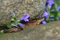 Female Sand lizard Royalty Free Stock Photo