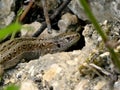 Female sand lizard during a sunbathing Royalty Free Stock Photo