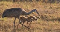 Female Sandhill Crane with two colts walking in a field Royalty Free Stock Photo