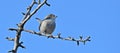 Sardinian warbler, Curruca melanocephala Royalty Free Stock Photo