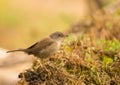 Female Sardinian Warbler Royalty Free Stock Photo