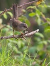 Female Sardinian Warbler Royalty Free Stock Photo