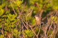 Female Sardinian Warbler on Shrubbery Royalty Free Stock Photo