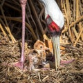 Female Sarus Crane protecting her just hatched baby chick