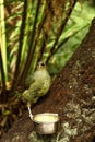 Female satin bowerbird with marvellous blue eyes