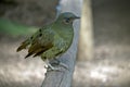 Female Satin Bowerbird Royalty Free Stock Photo