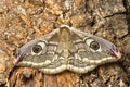 Female of Saturnia pavonia, the small emperor moth, camouflage on tree trunk Royalty Free Stock Photo