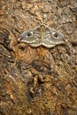 Female of Saturnia pavonia, the small emperor moth, camouflage on tree trunk