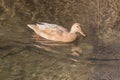 Female saxony duck swimming in a river anas platyrhynchos domesticus Royalty Free Stock Photo