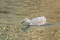Female saxony duck swims in the river anas platyrhynchos domesticus Royalty Free Stock Photo