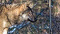 Female Scandinavian gray wolf in winter coat