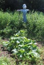 Female Scarecrow in a Blue Dress and Squash Plant Royalty Free Stock Photo