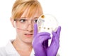 Female scientisc checks petri dish with agar jelly