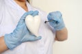 female scientist, doctor holding heart model, microprocessor, microchip, biochip tweezers for immunocytochemical studies heart, Royalty Free Stock Photo