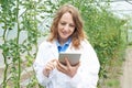 Female Scientist In Greenhouse Researching Tomato Crop