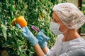 Female scientist in mask and gloves injects chemicals into tomatoes hanging from branches in a greenhouse, close up. Genetically