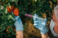 Female scientist in mask and gloves injects chemicals into tomatoes hanging from branches in a greenhouse, close up. Genetically