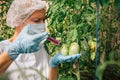 Female scientist in mask and gloves injects chemicals into tomatoes hanging from branches in a greenhouse, close up. Genetically