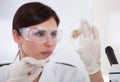 Female Scientist Looking At Petridish Royalty Free Stock Photo