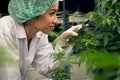 Female scientist trim gratifying young cannabis plant on pot in the laboratory.