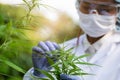 Female scientists a hemp field checking plants and flowers, Concept of herbal alternative medicine, cbd oil, pharmaceptical