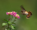 Female Scintillant hummingbird.