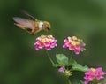 Female Scintillant hummingbird.