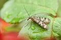 Female Scorpion Fly Mecoptera Panorpa Communis Insect on Green Leaf Macro