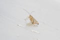 A Scorpion Fly found on a Greenhouse roof in Kent, UK in September