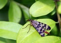 Female of scorpionfly & x28;Panorpa vulgaris& x29;