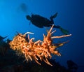 Female Scuba Diver