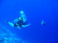 Female Scuba Diver Royalty Free Stock Photo