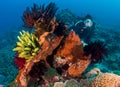 Female SCUBA diver on feather stars Royalty Free Stock Photo