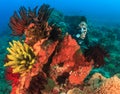 Female SCUBA diver on feather stars Royalty Free Stock Photo