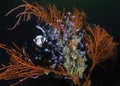 A female scuba diver looking at a large Palmate sea fan