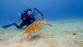 A Female Scuba Diver Photographs a Green Turtle at the Frederiksted Pier in St Croix in the US Virgin Islands Royalty Free Stock Photo