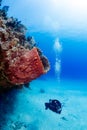 Female SCUBA diver and sponge Royalty Free Stock Photo