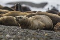 Female Sea lion beach  breeding colony,Peninsula Valdes, Royalty Free Stock Photo