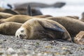 Female Sea lion beach breeding colony,Peninsula Valdes,
