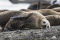 Female Sea lion beach  breeding colony,Peninsula Valdes, Royalty Free Stock Photo