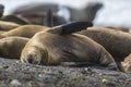 Female Sea lion beach breeding colony,Peninsula Valdes,