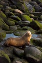 A female sea lion sitting on rocks at sunset looking at the camera in La Jolla Cove, in San Diego. Coastal beach wildlife